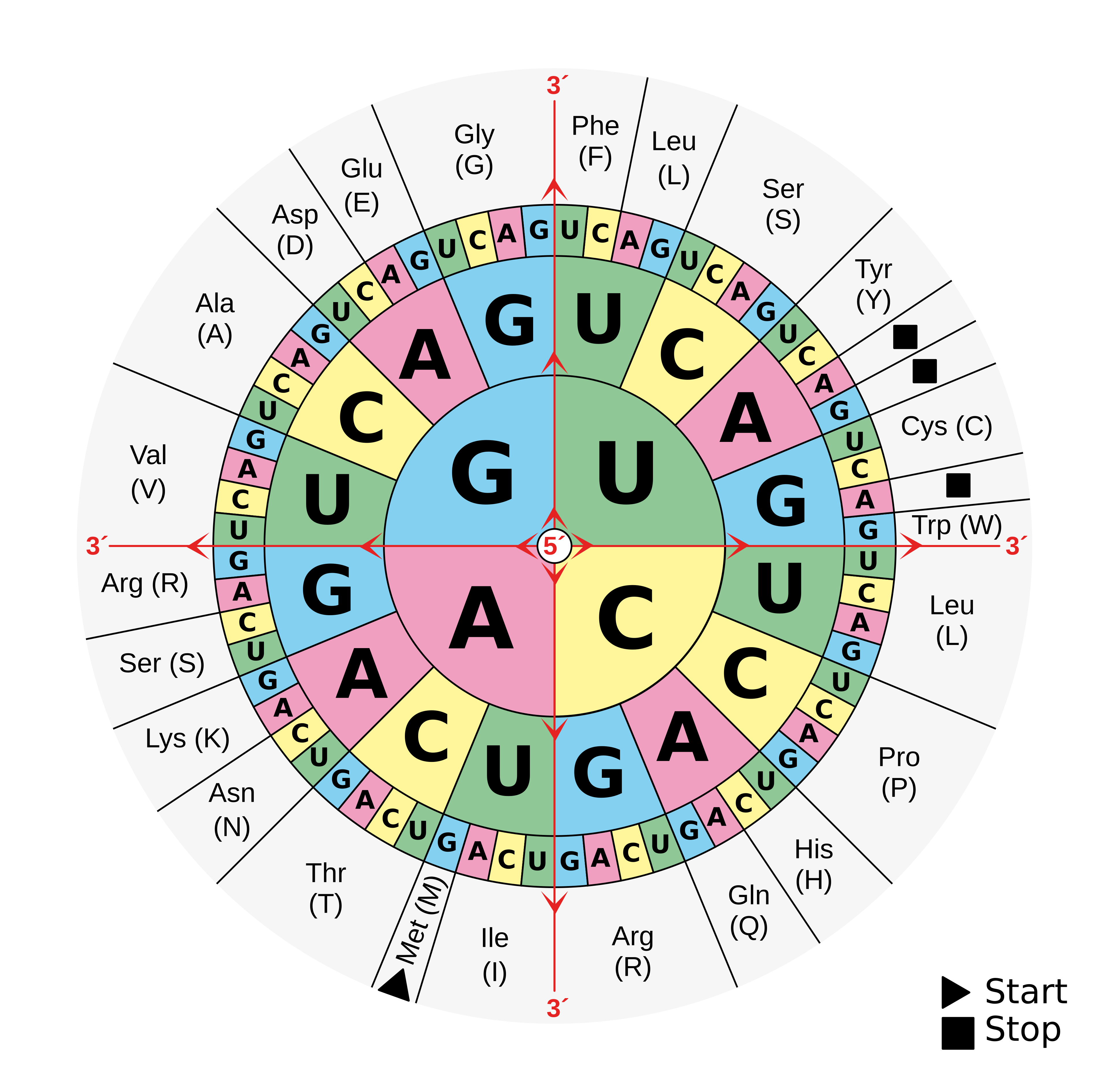 Codon Wheel - read from center outward to find amino acids